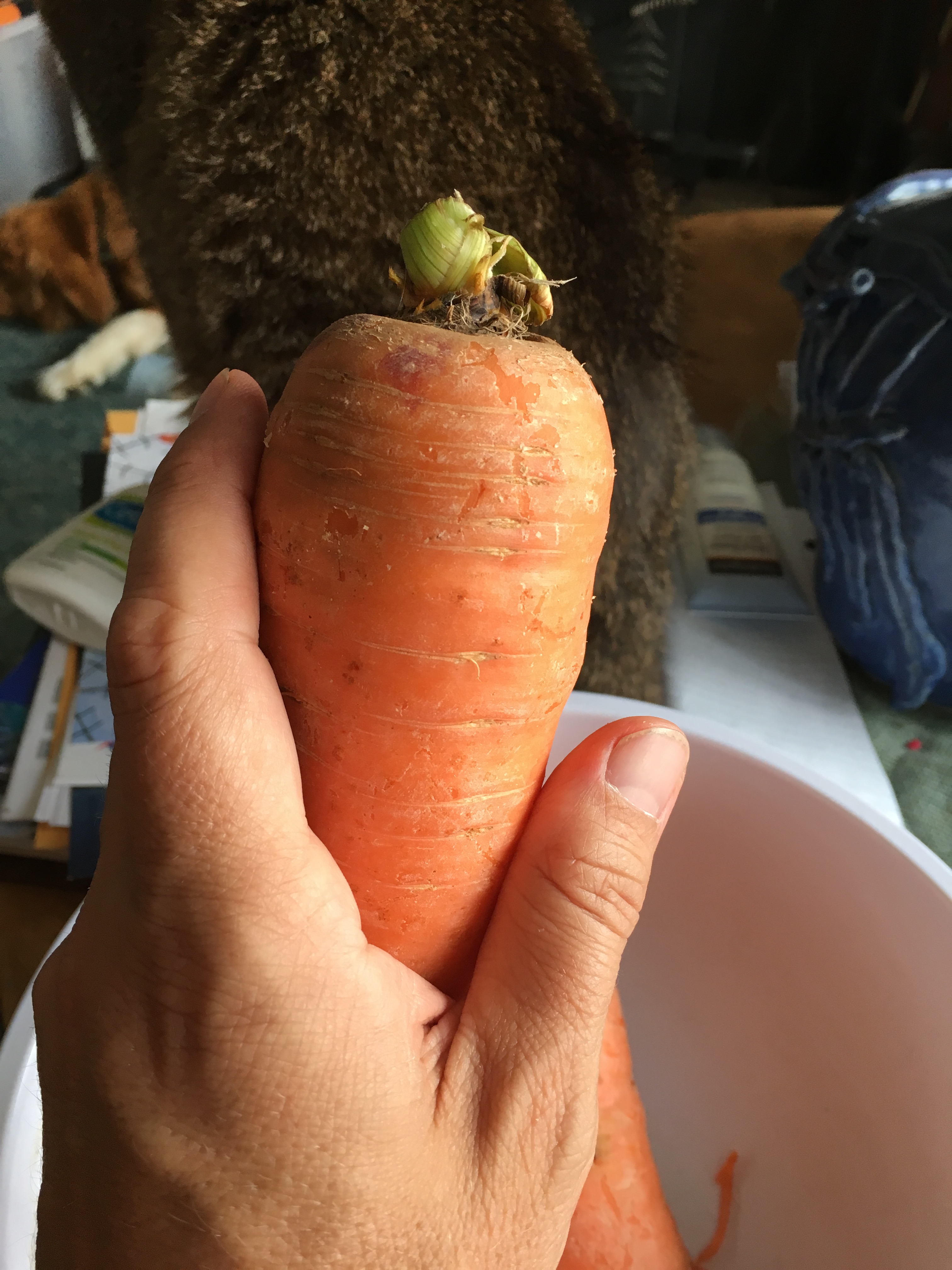 This is what the dragon looked like when it was still a carrot.